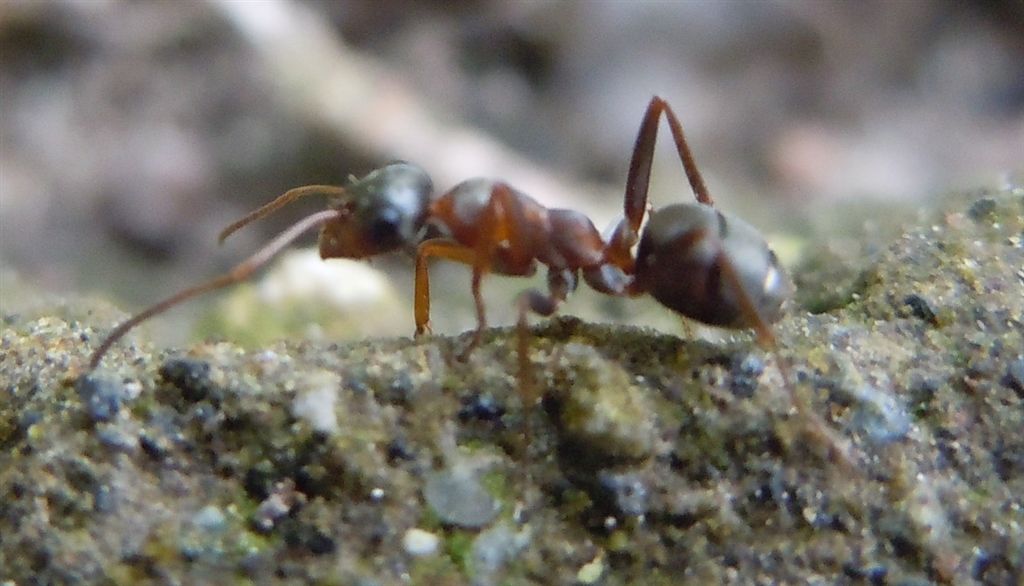 Formiche grandi: Formica clara